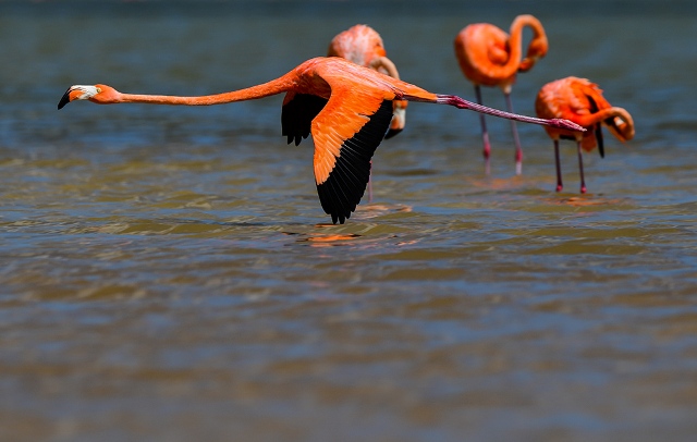 flamingosi_2.jpg