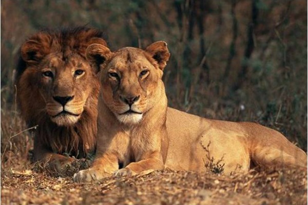 lavovi.jpg