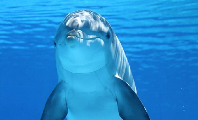 delfini.jpg