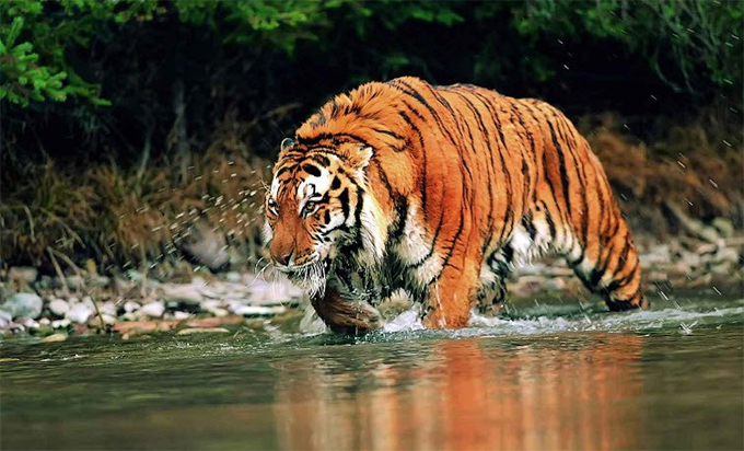 malezijski_tigar.jpg