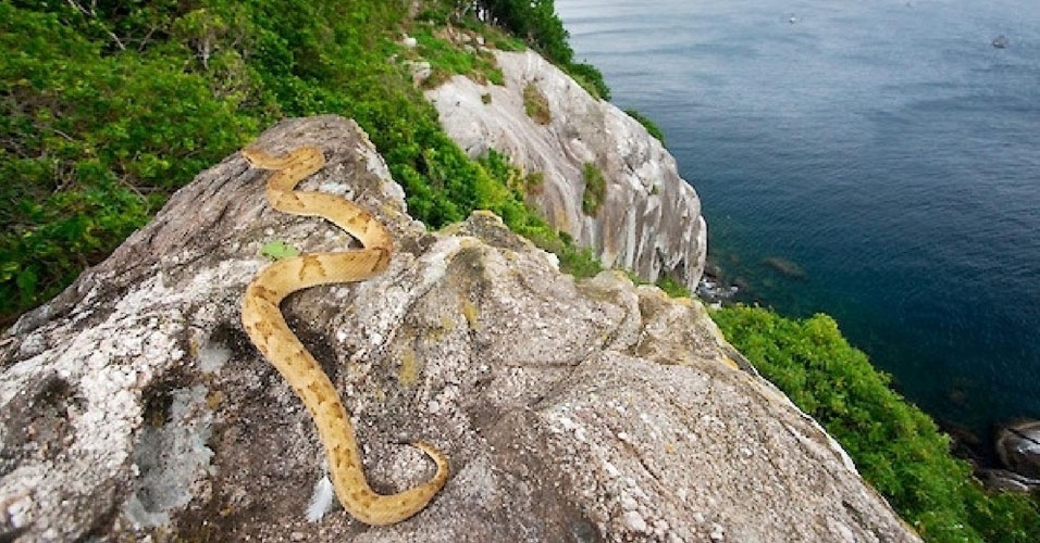 10-a-ilha-da-queimada-grande-no-litoral-sul-de-sao-paulo-e-infestada-por-milhares-de-cobras-principalmente-jararacas-ilhoa-bothrops-insularis-que-tem-veneno-cinco-vezes-mais-potente-que-o-da-1465486620945_956x5_0.jpg