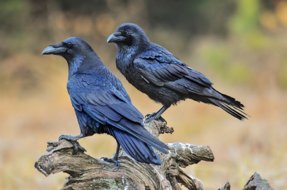 shutterstock_1010023342_1000x0.jpg
