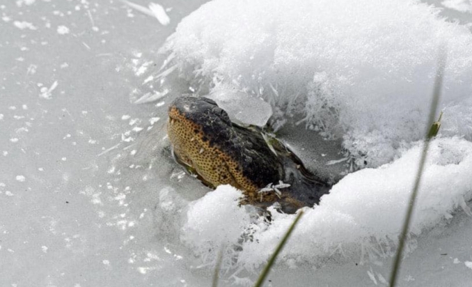 aligator-oklahoma.jpg