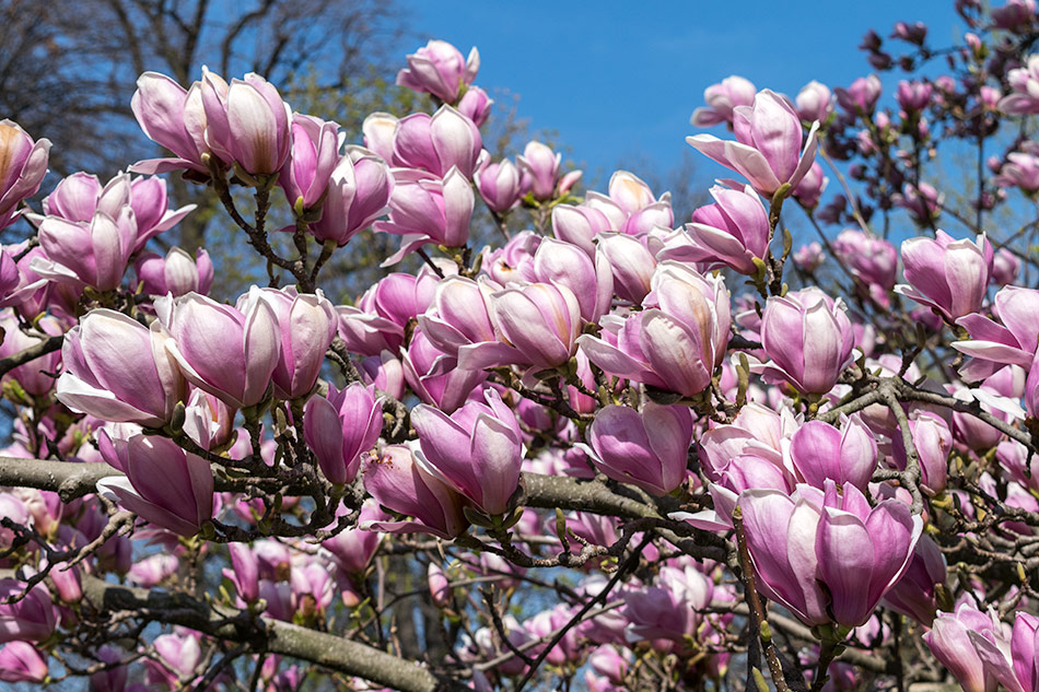 magnolija.jpg