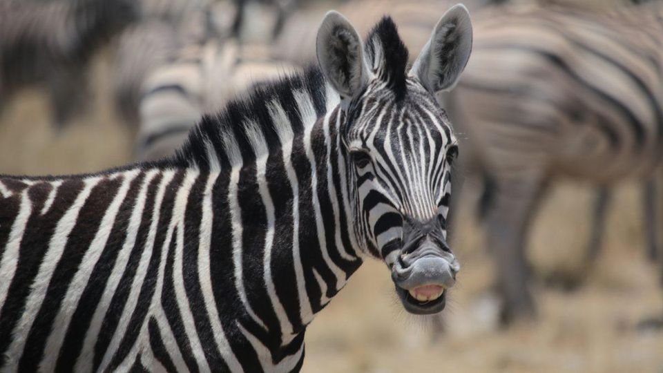 zebra.jpg