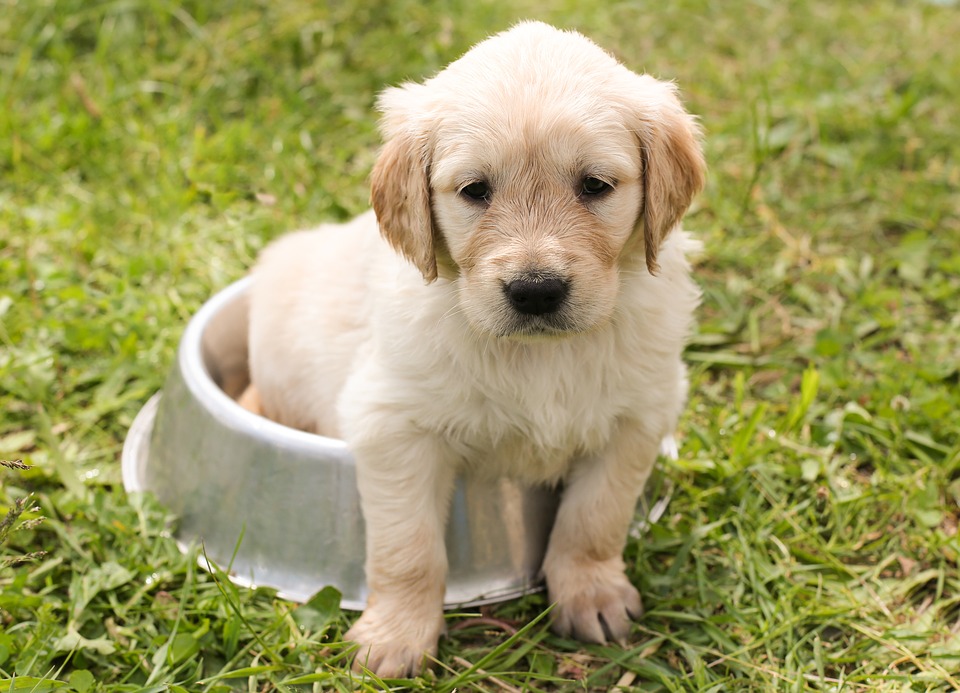 zlatni_retriver_golden_retriever.jpg
