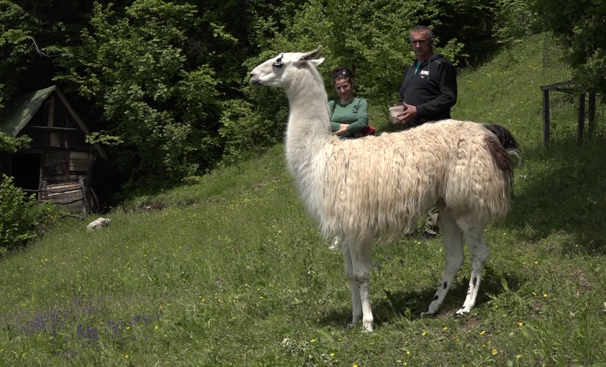 lama.png