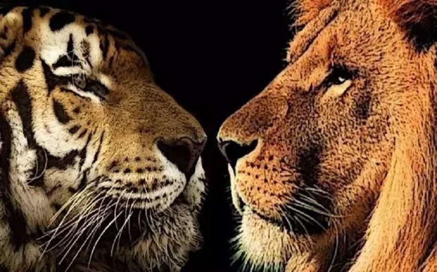 Zašto je lav kralj džungle, a ne tigar?