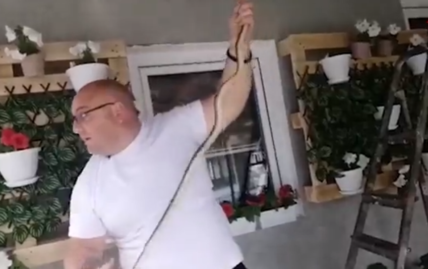 zmija.png