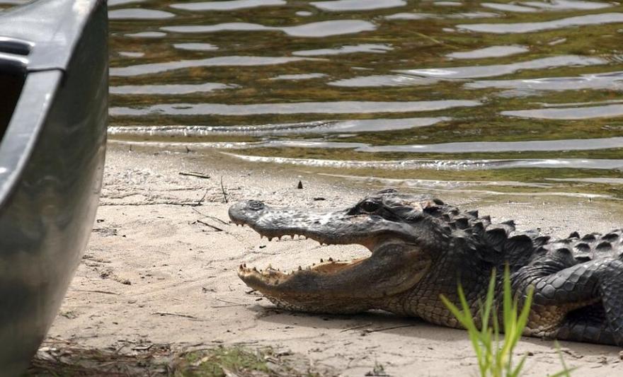 aligator.jpg