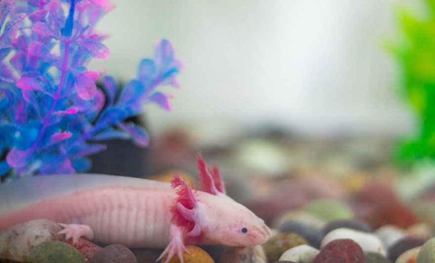 axolotl.jpg