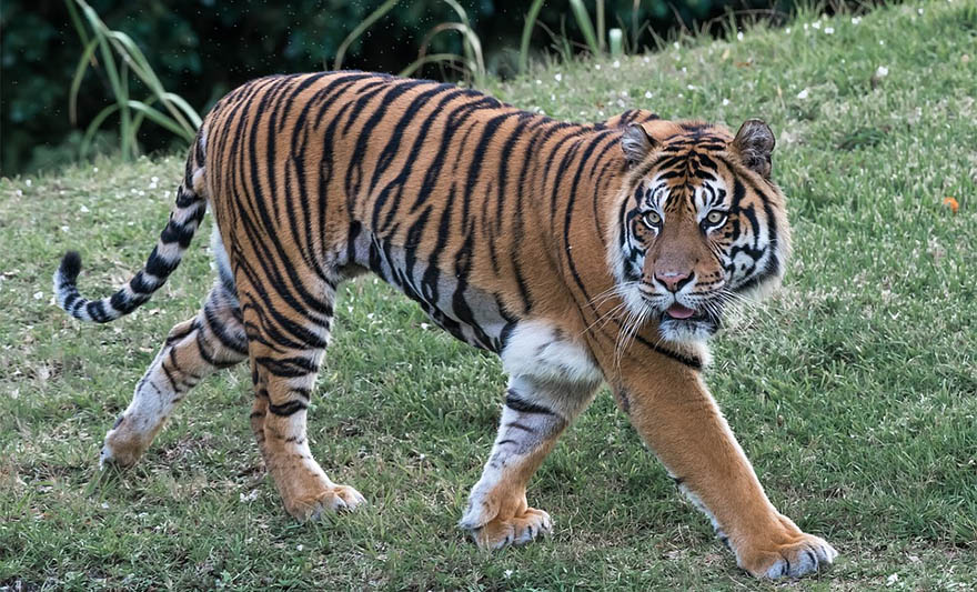 bengalski_tigar.jpg