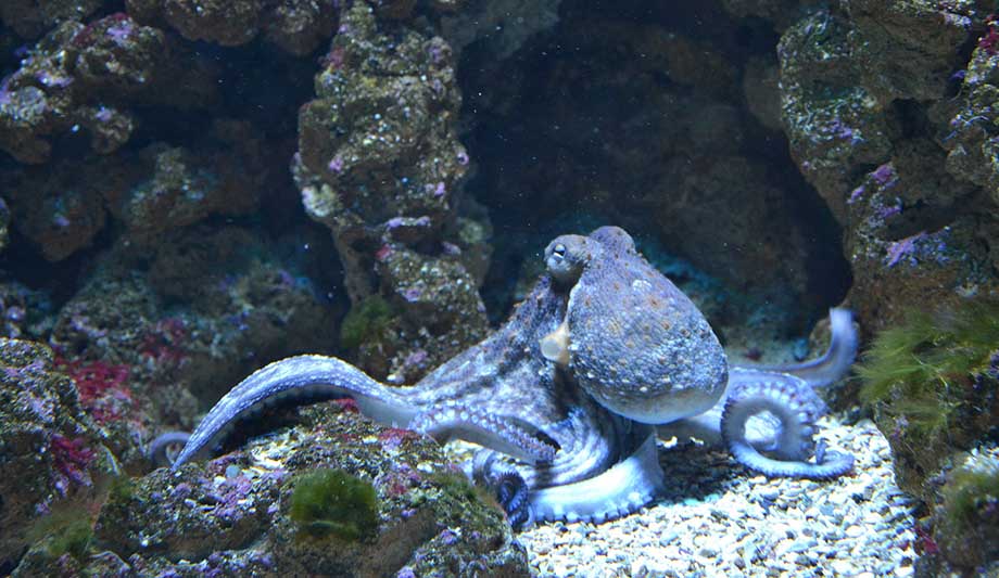 hobotnica-pixabay.jpg