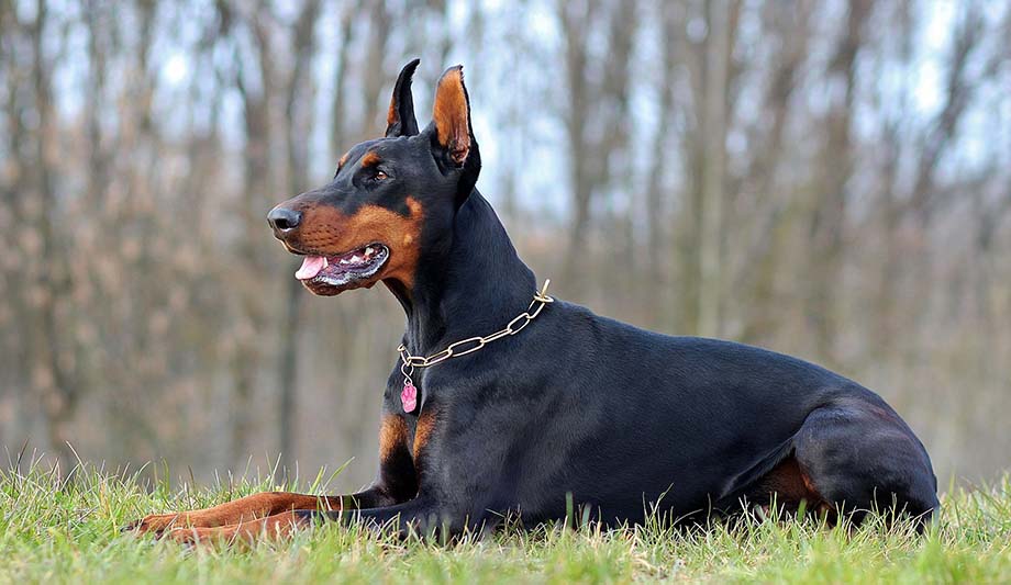 doberman-pixabay-ilustracija.jpg