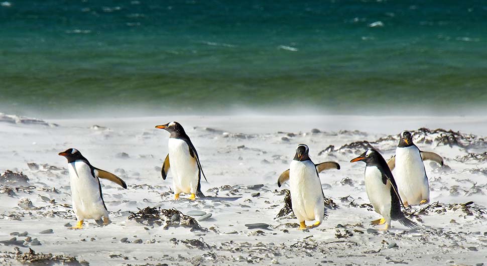 pingvini-pixabay-ilustracija.jpg