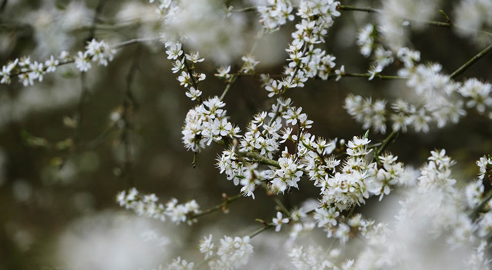 proljece-cvjetanje-pixabay-ilustracija.jpg