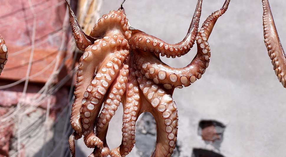 hobotnica-pixabay-ilustracija.jpg