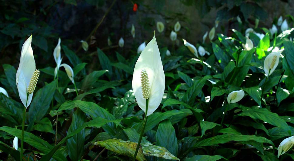 spatifilum-biljka-cvijece-pixabay-ilustracija.jpg