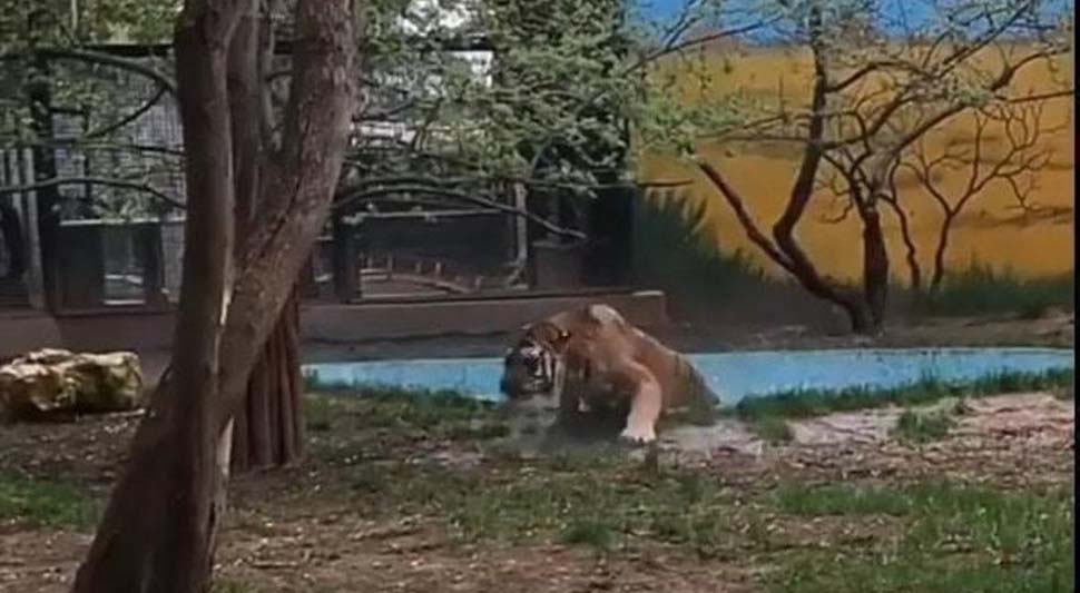 Tigar se igrao, pa upao u bazen, jedva se spasao