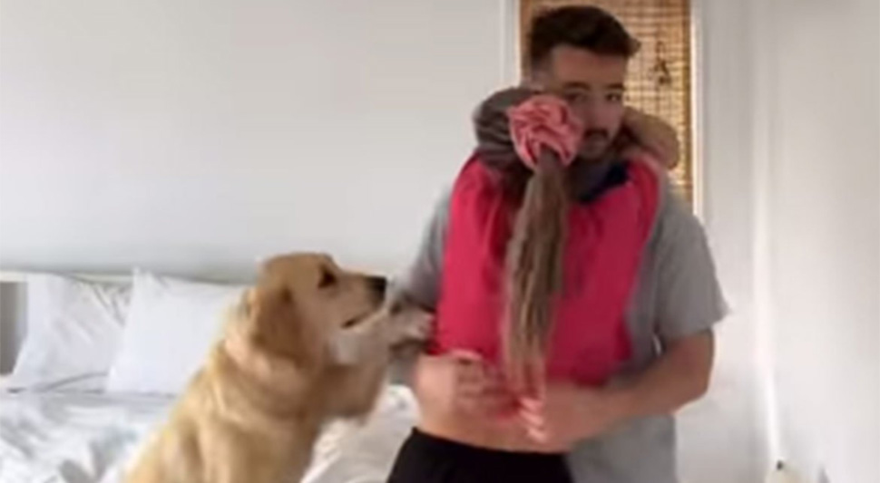 Retriver.jpg