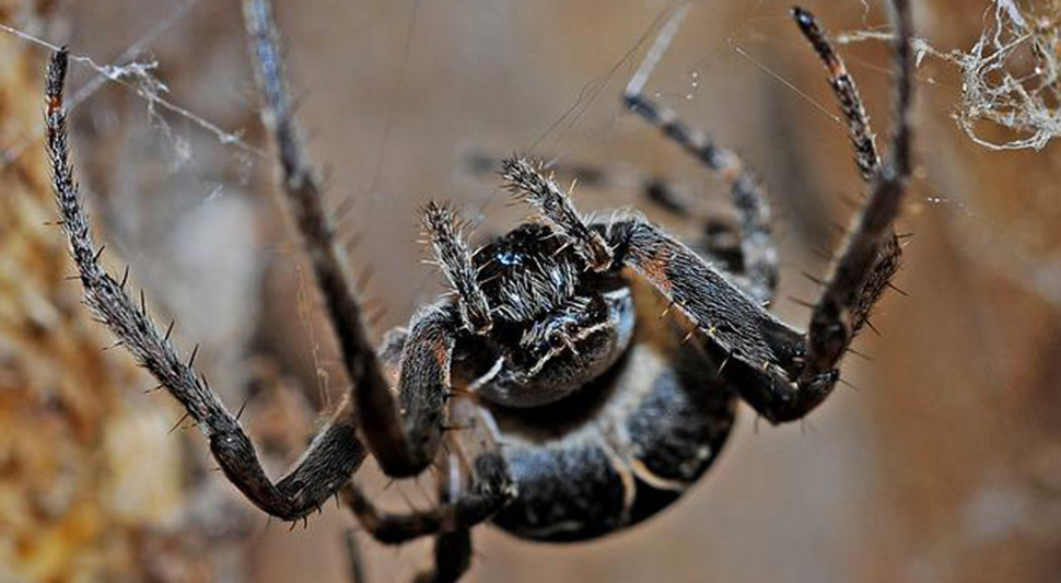 Evakuisan supermarket zbog straha od pauka koji može da izazove trajnu erekciju kod muškaraca