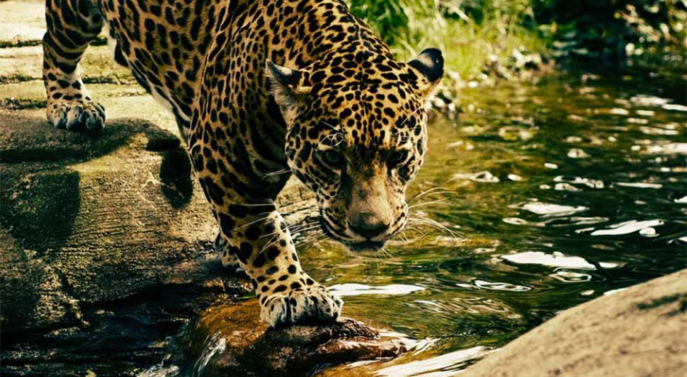 leopard-pixabay-ilustracija.jpg