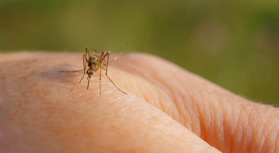 Virus Zapadnog Nila potvrđen u Srbiji: Žena preminula nakon uboda komarca