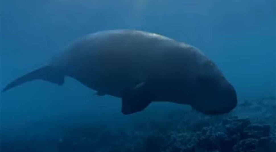 dugong.jpg