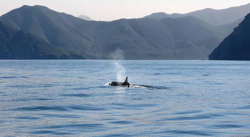 Prvi put snimljeno kako kitovi ubice ubijaju veliku bijelu ajkulu