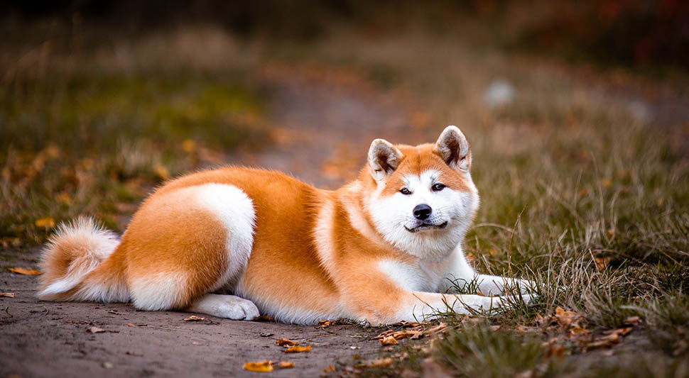 Akita.jpg