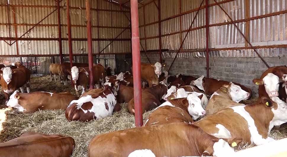 У току јавни позив за дод‌јелу стеоних јуница за 16 породица