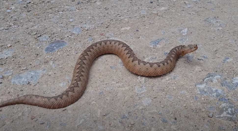 Područje Srpske je stanište 13 vrsta zmija, od čega su tri otrovnice