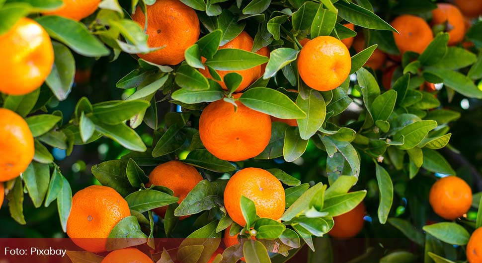 Забрањен увоз мандарина из Хрватске због пестицида