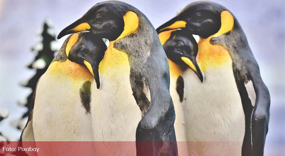 Pingvini: Imaju samo jednog partnera tokom cijelog života