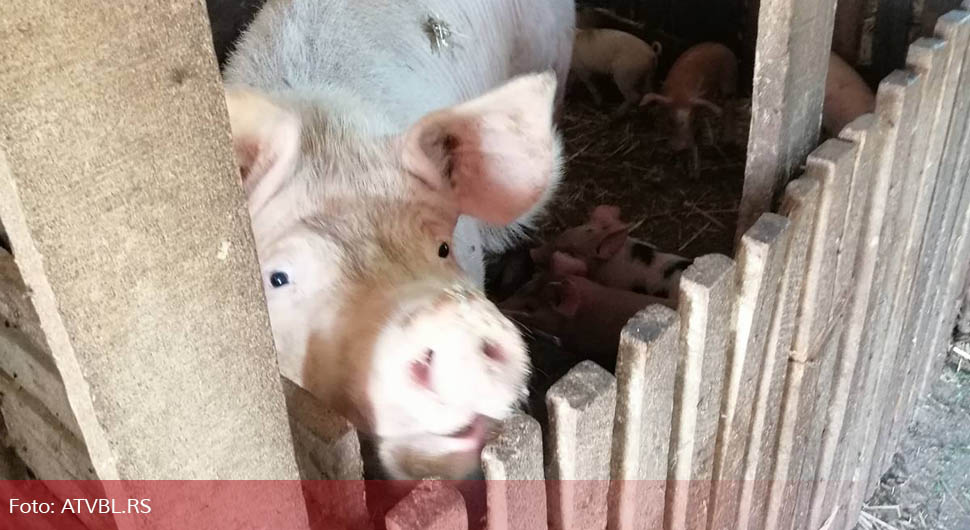 Širi se afrička kuga svinja: Virus otkriven na još pet lokacija