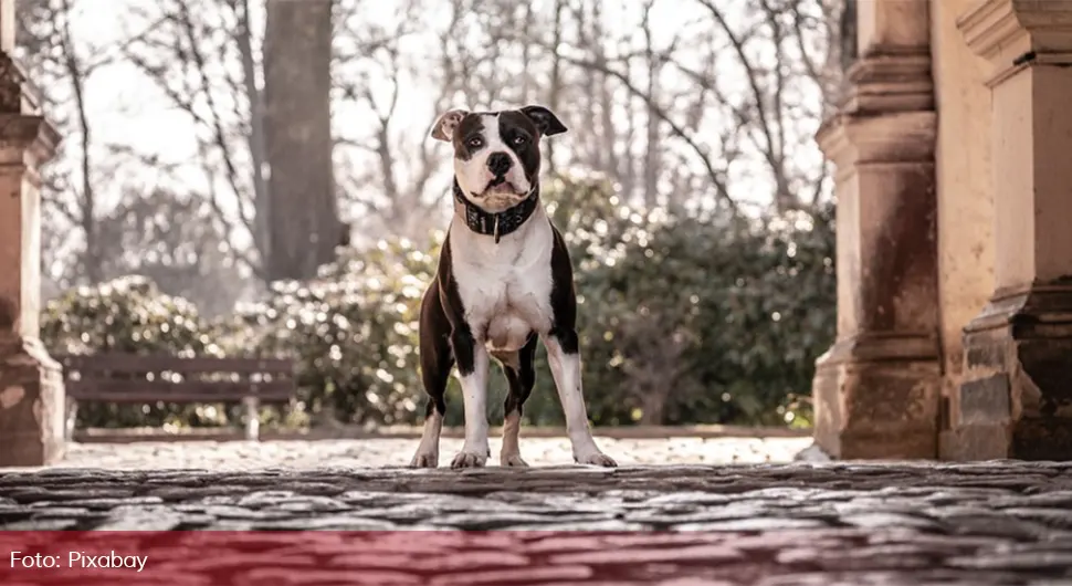 Novi napad psa u Banjaluci: Ženu ugrizao pitbul