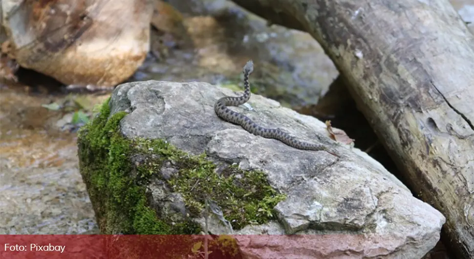 Zabilježen prvi slučaj ugriza zmije ove godine u Srpskoj