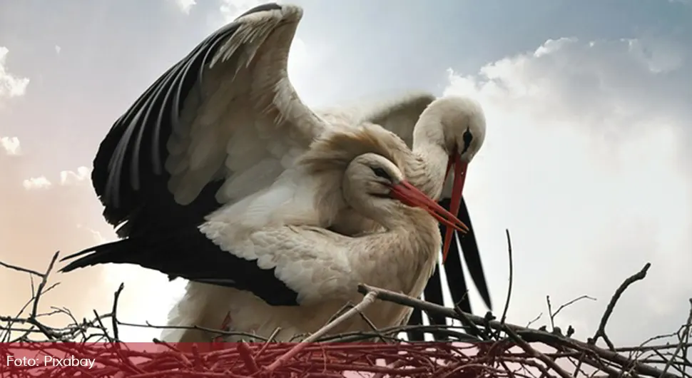 Rode.webp