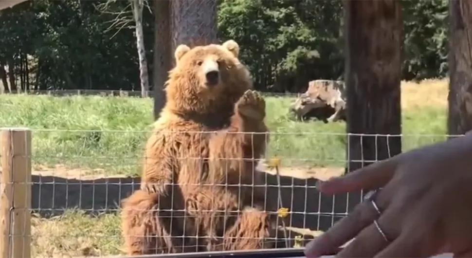 Bacile medvjedu hljeb, njegova rekacija hit