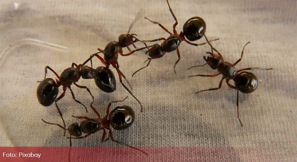 'Смрт' за мраве у кући: Овај производ ће их истјерати из куће заувијек