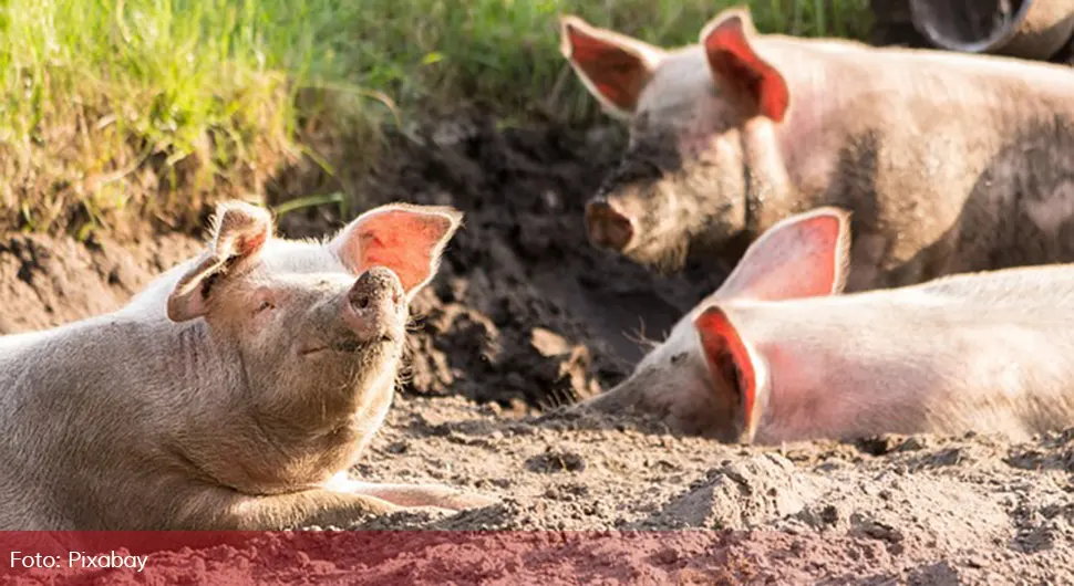 Užas iz Bijeljine: Eutanazirane svinje bacaju u jame sa živima