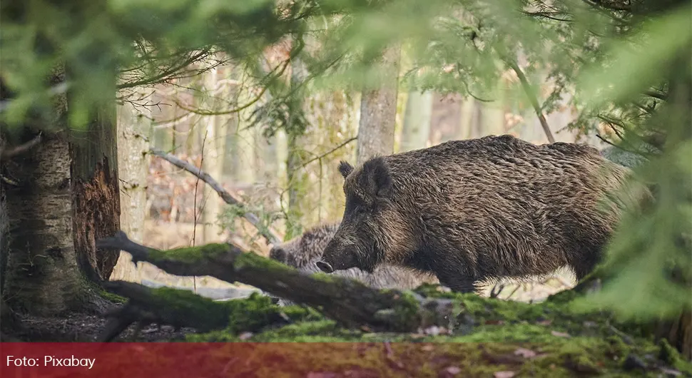 Autom udario divlju svinju