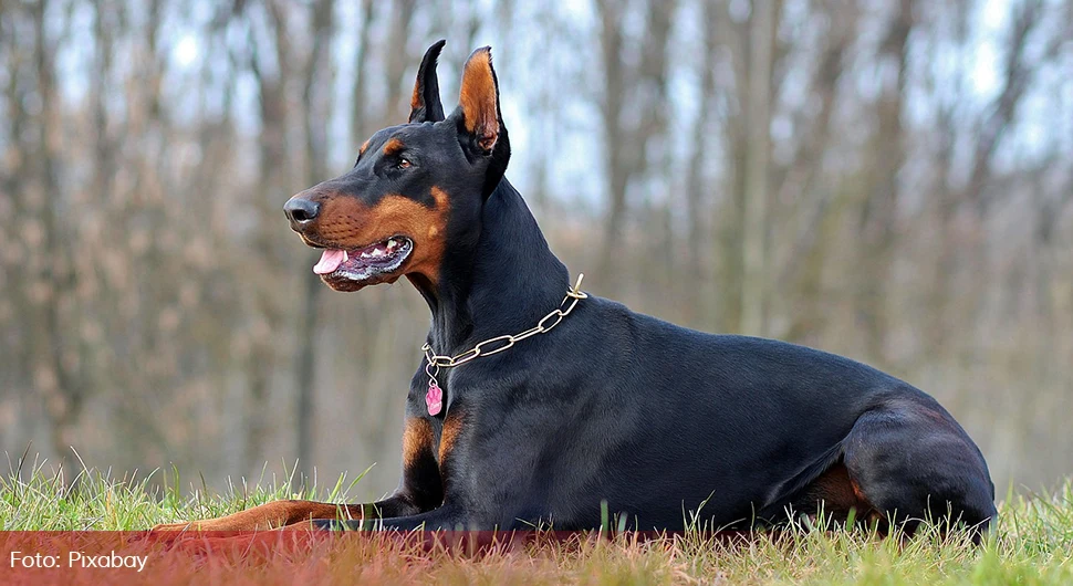 doberman.webp