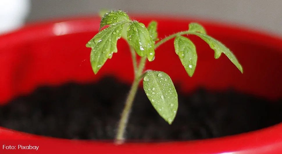 10 koraka za uzgajanje paradajza u saksiji