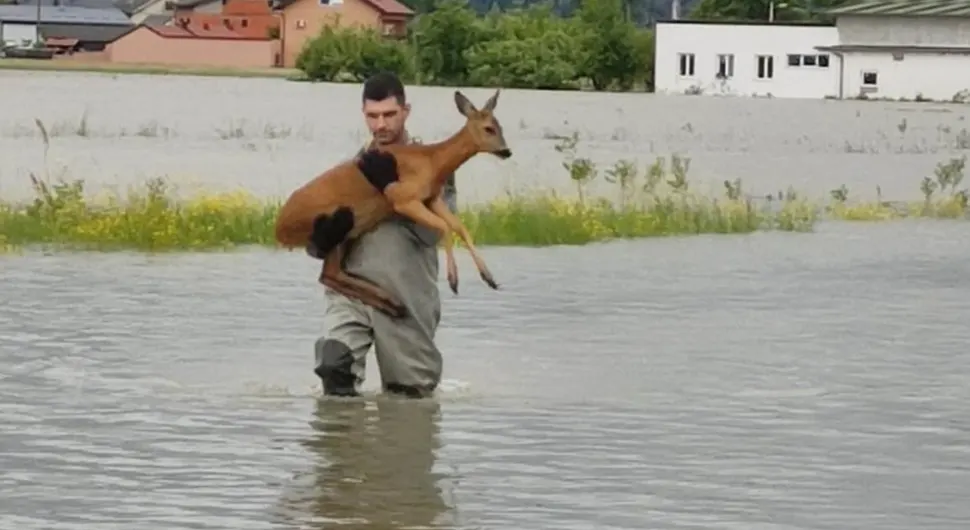 Fotografija koja obilazi region - Vatrogasac spasava srnu iz poplava