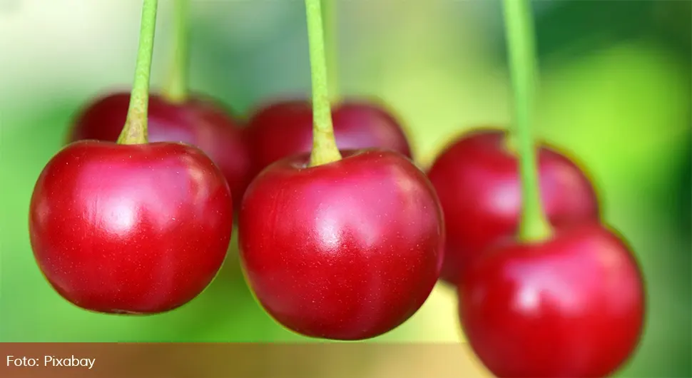 Doktor upozorava: Ako trešnje jedete ovako, to može biti štetno po zdravlje