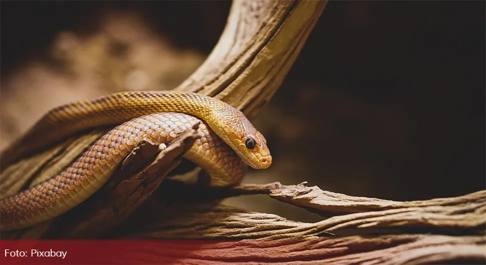 Jezivo: Snimio kako jedna zmija jede drugu