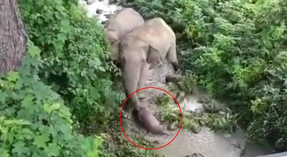 Slonče odlutalo iz krda i uginulo, ali majka ipak ne odustaje i vuče ga kilometrima