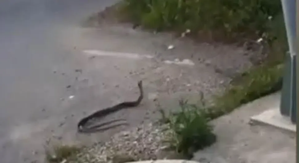 Dvije velike zmije snimljene na ulici