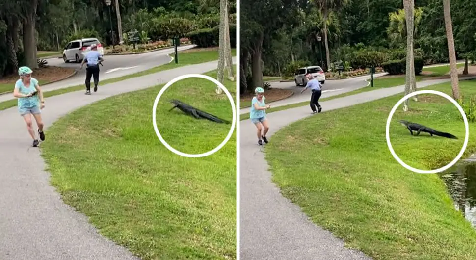 Šok snimak: Čovjek pecao, aligator izletio iz jezera i počeo da ga ganja!